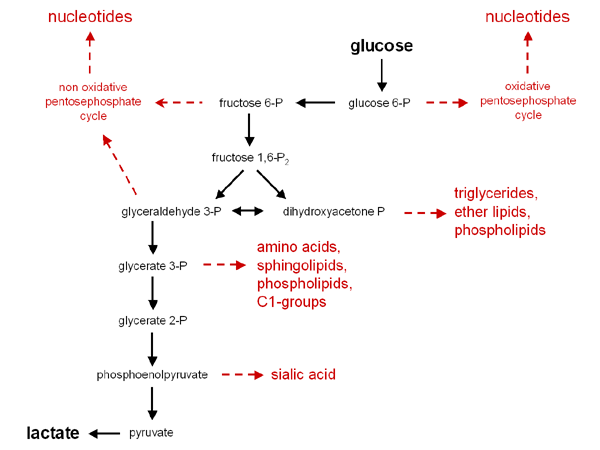 Glycolysis: a pool of precursors for synthetic processes