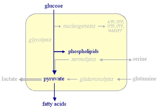 The pathway of fatty acid synthesis · A hydrogen-releasing pathway 