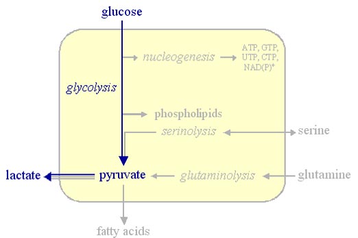 Glycolysis