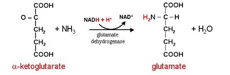 Metabolic strategy: release of hydrogen as glutamate 01