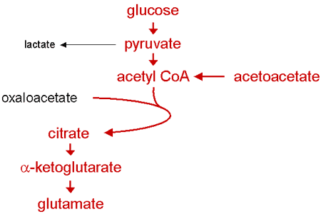 Metabolic strategy: release of hydrogen as glutamate 02