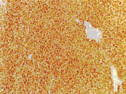 L-PK staining of the liver of a healthy rat